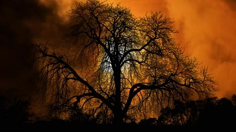 ﾠSilhouette of Trees with Forest Branches inﾠNature Ecology Stock-Footage 239968932