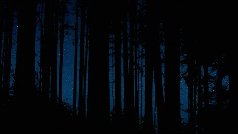Silhouette of Trees with Forest Branches in Woods and Nature Vídeos de archivo 239659359
