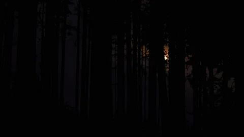 Silhouette of Trees with Forest Branches in Woods and Nature 스톡 동영상 239794736