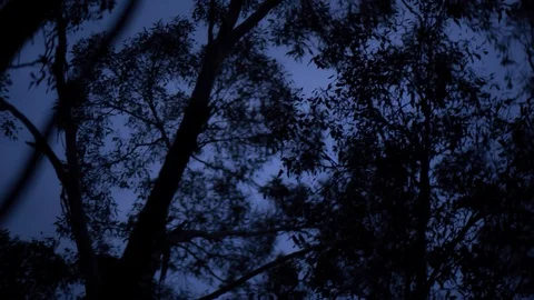 Silhouette trees in the forest at dusk Stock Footage