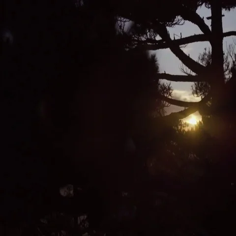 Silhouette of trees in forest at sunset Stock Footage 69457405