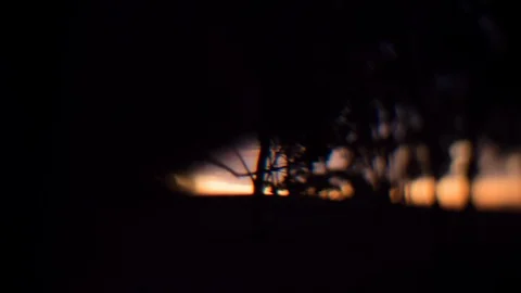 Silhouette trees in the forest at sunset Video stock 94884250