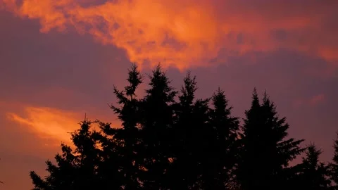 Silhouette of trees in front of beautiful sunset sky red pink landscape summer Stock Footage 156202430