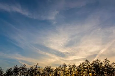 Silhouette of trees in front of sunsetting sun on the autumn day Stock Photos