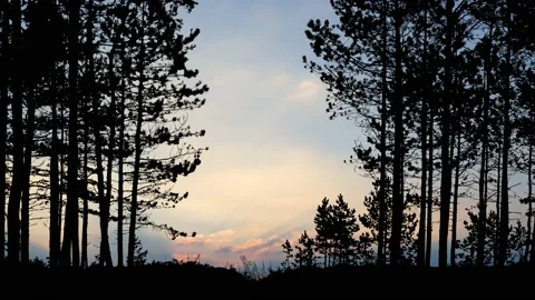 Silhouette of Trees in Landscape Forest with Branches and Nature Stock Footage 238800547