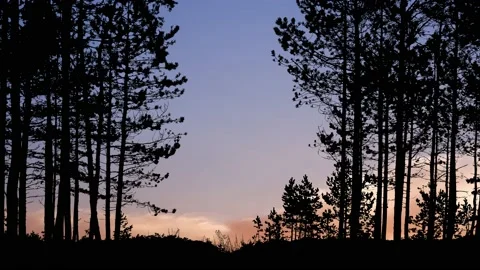 Silhouette of Trees in Landscape Forest with Branches and Nature Stock-Footage 238868486