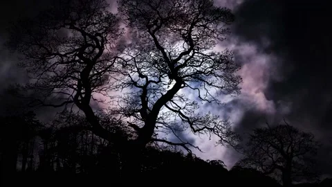 Silhouette of Trees in Landscape Forest with Branches and Nature Stock-Footage 239777859