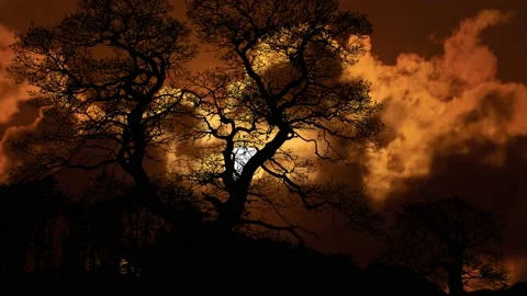 Silhouette of Trees in Landscape Forest with Branches and Nature Video stock 239909247
