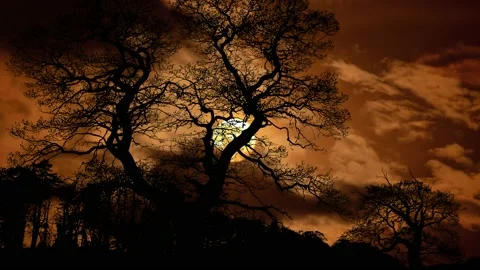 Silhouette of Trees in Landscape Forest with Branches and Nature Stock Footage 239980155