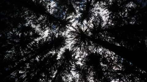 Silhouette of trees moving sky cloud forest branches black looking up 库存影片 156189924