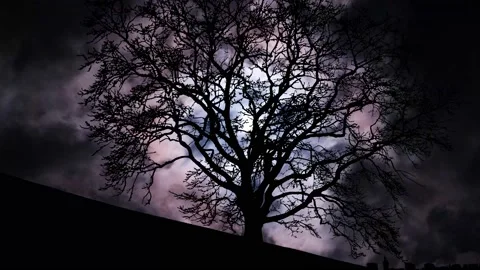 Silhouette of Trees in Nature's Landscape with Forest Stock Footage 239777985