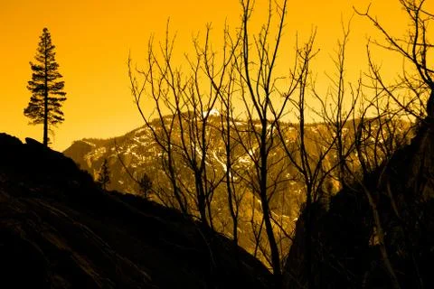 Silhouette of trees Stock Photos