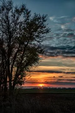 Silhouette of trees Stock Photos