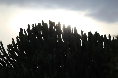 Silhouette of trees Stock Photos
