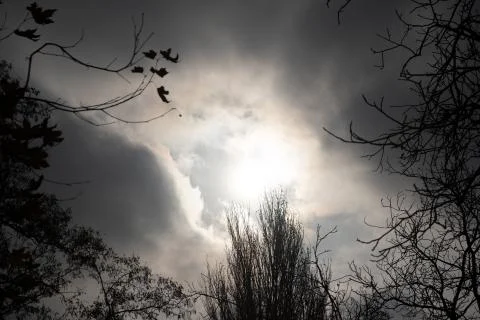 Silhouette of trees Stockfoto's