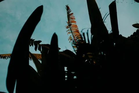 Silhouette of trees Stock Photos