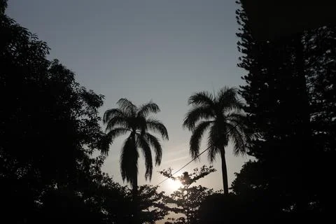 Silhouette of trees Stock Photos