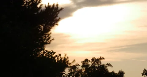 Silhouette Trees with Silky Smooth Sunset Glowing Wide 10bit, 4K  Stock Footage 65889305