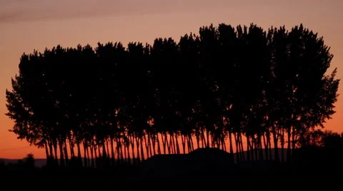 Silhouette of trees at sunset Stock Footage 56779485