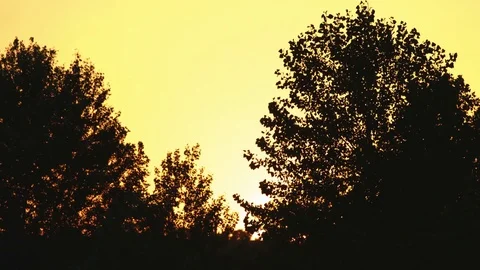 Silhouette of trees at sunset. Stock Footage 79523805