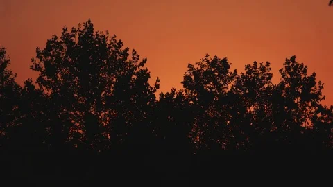 Silhouette of trees at sunset. Stock Footage 79524299