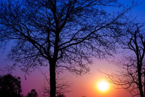 Silhouette of trees at sunset Stock Photos