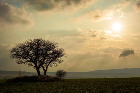 Silhouette Trees at Sunset Stock Photos