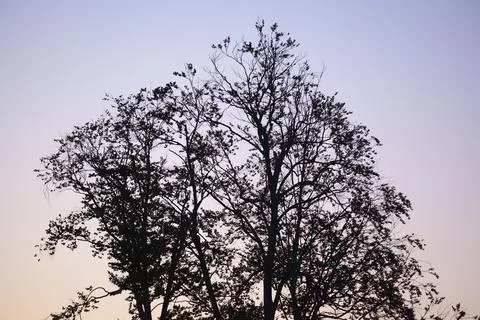 The silhouette of trees at sunset Stock Photos