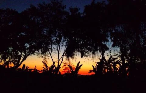 Silhouette of trees at sunset Stock Photos