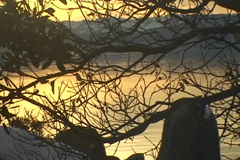 Silhouette of Trees on Water Stock Footage 109006