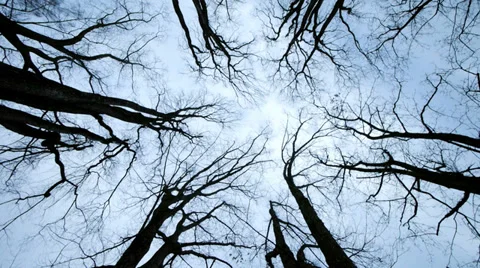 Silhouette of trees. woods forest background. light and darkness Stock Footage 36214223