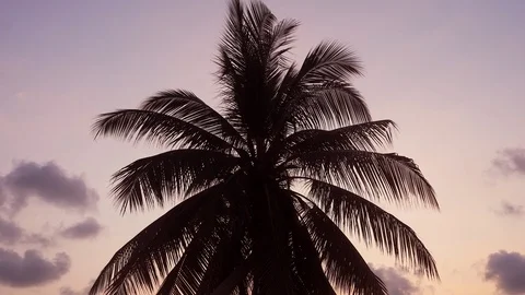 Silhouette of tropical palm tree on the beach sunset Stock Footage 107865580