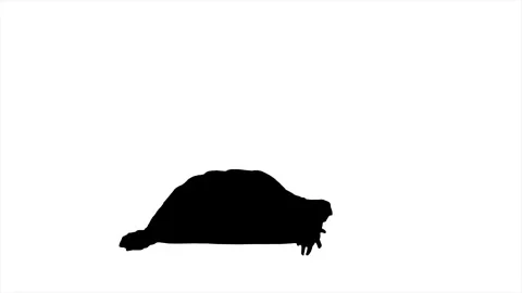Silhouette Turtle walking and stopping on the white background. Stock Footage 337548365
