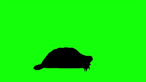 Silhouette Turtle walking and stopping on green background. Stock Footage 337548370