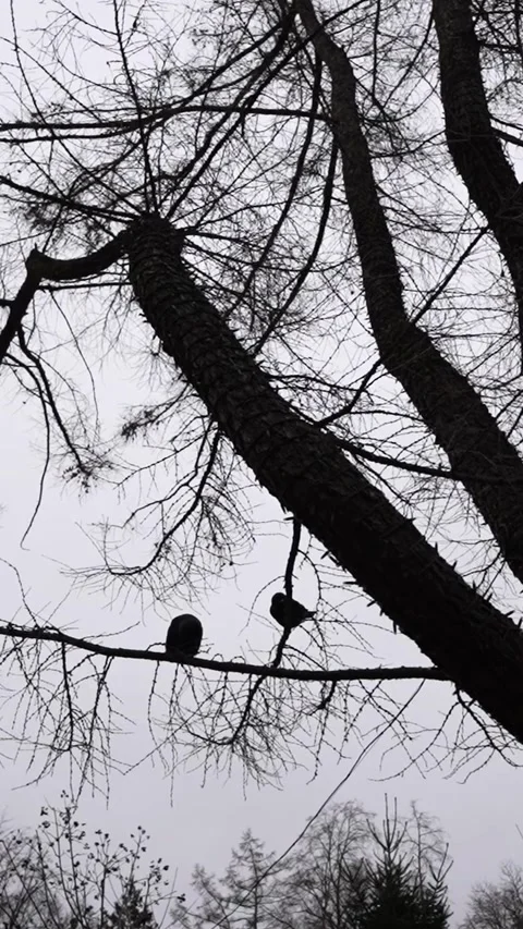 Silhouette of two crows sitting on a dry tree on a cloudy winter day. Stock Footage 346019039