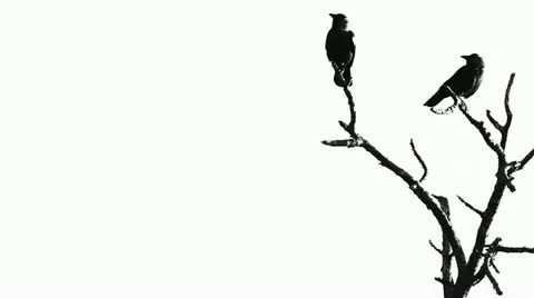 Silhouette of two crows in a tree Stock Footage