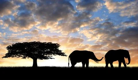 Silhouette two elephants Stock Photos