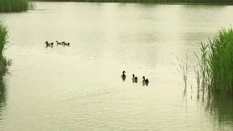 Silhouette of two groups of ducks in nature Stock-Footage 332856117