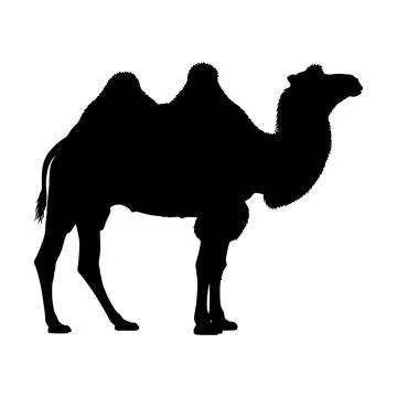 Silhouette of a two-humped bactrian camel standing on white background Stock Illustration