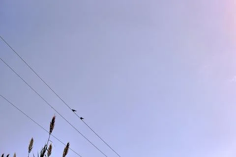 A Silhouette of two pigeons on light cable Stock Photos
