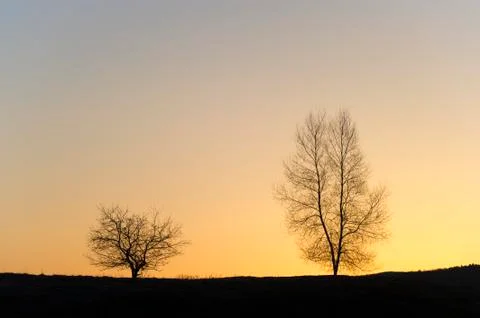 Silhouette of two trees. Stock Photos