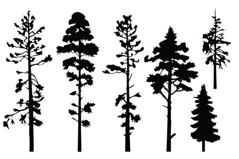 Silhouette various pines trees collections.Vector Stock Illustration