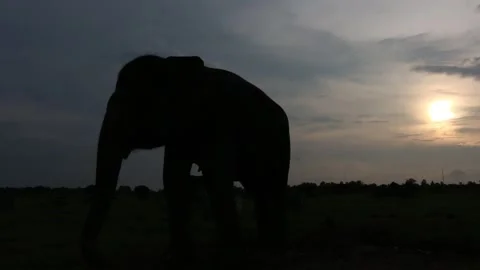 Silhouette video of a Sumatran elephant, Elephas maximus sumatranus. Stock Footage 258809190