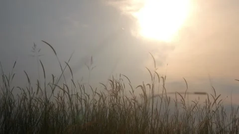 Silhouette view of wild grass with sunset background Stock Footage 333419133