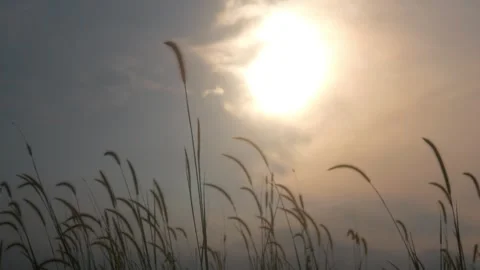 Silhouette view of wild grass with sunset background Stock Footage 333419134