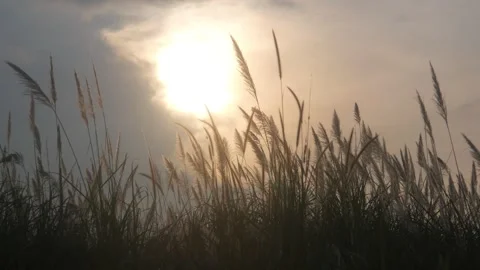 Silhouette view of wild grass with sunset background Stock Footage 333419150