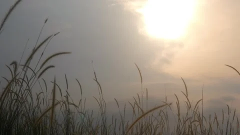 Silhouette view of wild grass with sunset background Stock Footage 333419154