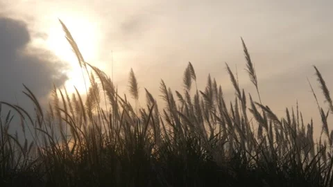 Silhouette view of wild grass with sunset background Stock Footage 333419249