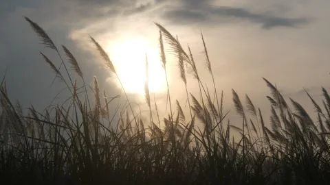 Silhouette view of wild grass with sunset background Stock Footage 333419278