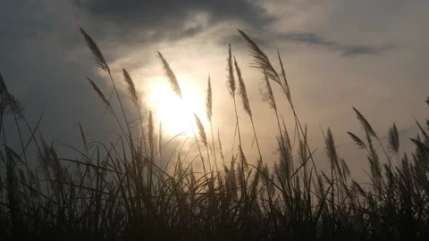 Silhouette view of wild grass with sunset background Stock Footage 333419290